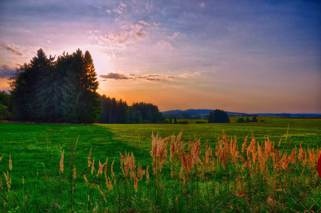 View of a woodland with the sunset